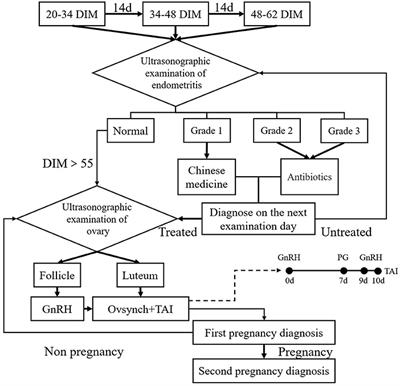 Comparison of the Evaluation of Combination of Ultrasonography of the Reproductive Tract With Hormone Administration on Dairy Cow Fertility